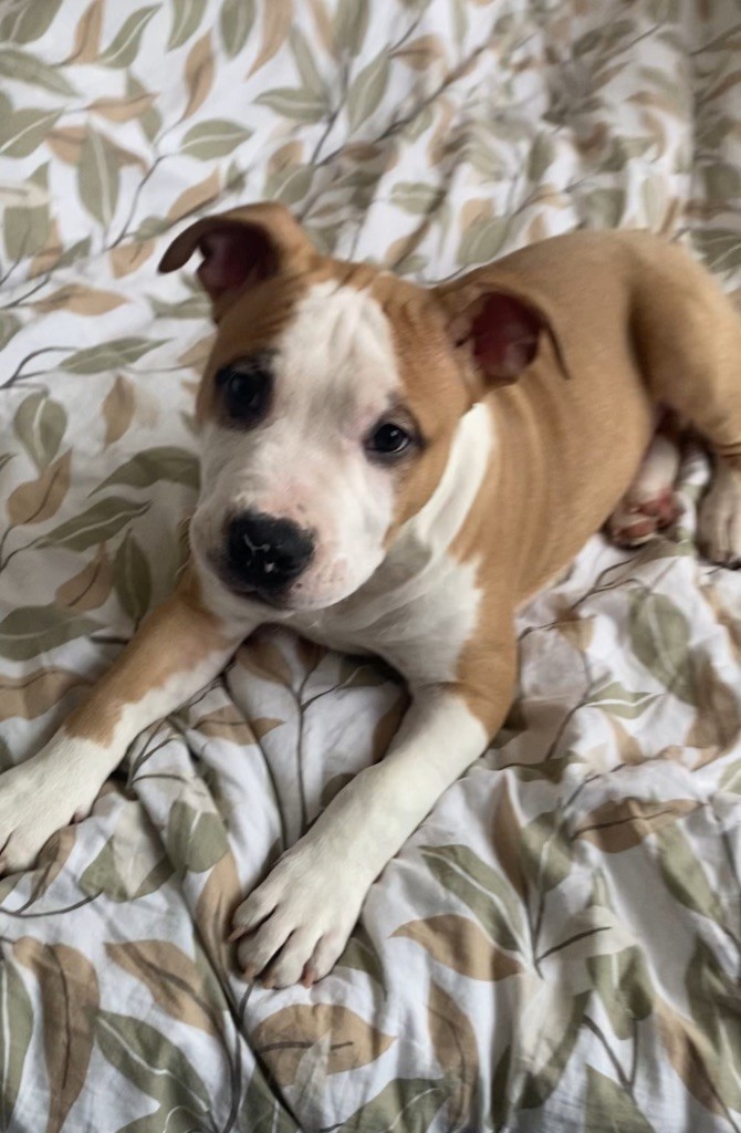 Royal Fire Cloud - Chiot disponible  - American Staffordshire Terrier