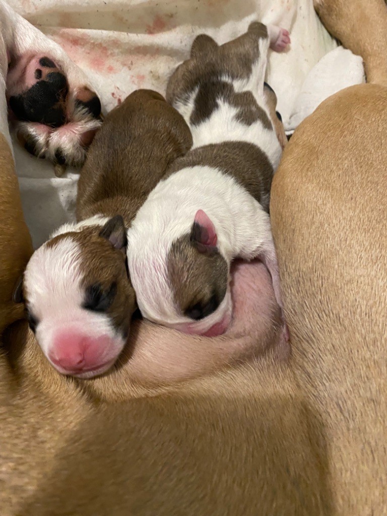 Royal Fire Cloud - American Staffordshire Terrier - Portée née le 03/11/2024